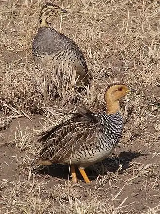 Самец (на заднем плане) и самка