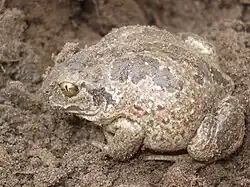 Список земноводных и пресмыкающихся, занесённых в Красную книгу Молдавии29 июля 2018