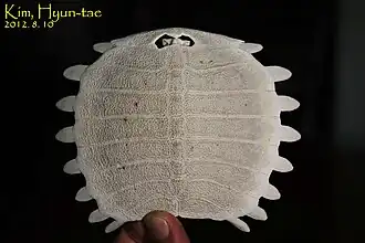 Карапакс сверху