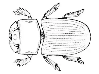 Penichrolucanus copricephalus