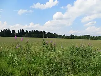 Поле перед деревней Пеньково