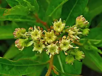 Penthorum sedoides