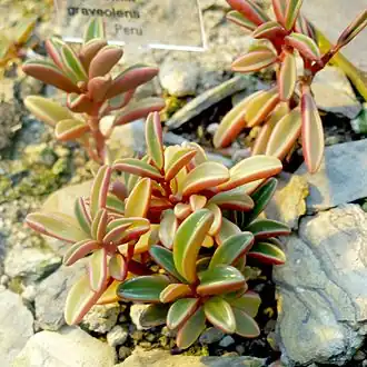 Peperomia graveolens в ботаническом саде Бонна
