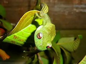 Тонкопалая квакша