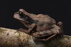Gastrotheca recava