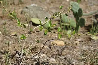 Pereskia diaz-romeroana