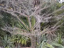 Leuenbergeria lychnidiflora