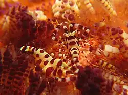 Periclimenes colemani