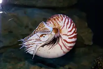 Nautilus pompilius