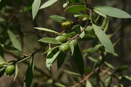 Плоды-костянки