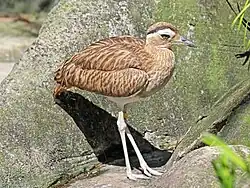 Перуанская авдотка (Burhinus superciliaris)