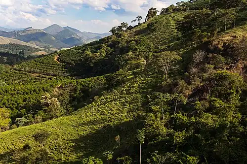 Общий вид плантации конилона