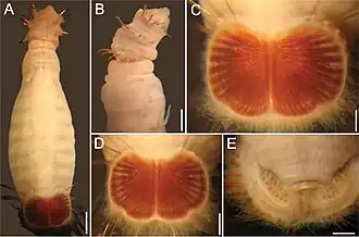 Petersenaspis palpallatoci