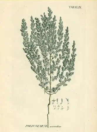 Петросимония однотычинковая (Petrosimonia monandra)