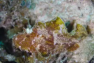 у острова Бунакен