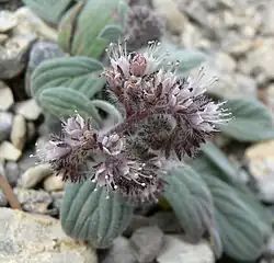 var. charlestonensis
