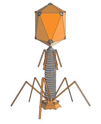Структура типичного миовируса бактериофага.