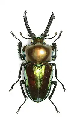 Phalacrognathus muelleri