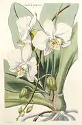 Thomas Moore,«Illustrations of Orchidaceous Plants» 1857 г.