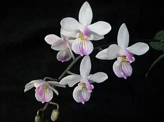 Phalaenopsis lindenii