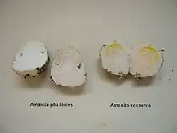 Бледная поганка и цезарский гриб в разрезе