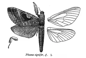 Phassus signifer