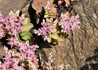 Phedimus obtusifolius