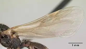 Крылья самца