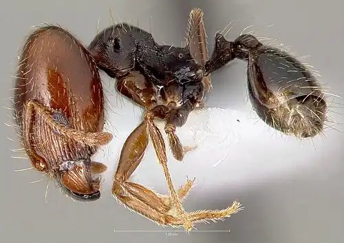 Pheidole xerophila, солдат