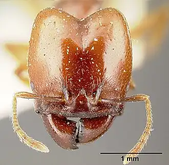 Pheidole stulta