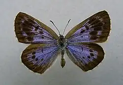 Голубянка арион25 сентября 2019