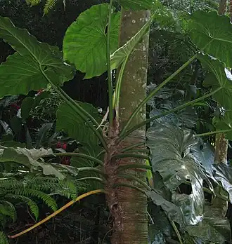 Philodendron giganteum