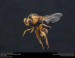 Philomides sp. (Perilampidae, Chalcidoidea)