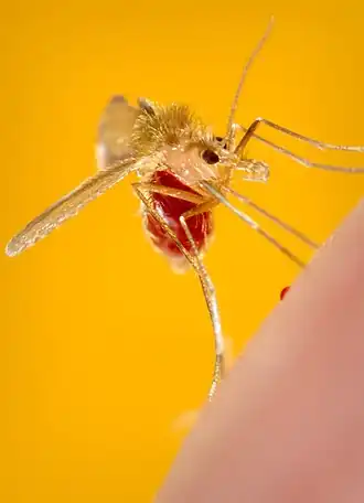 Самка Phlebotomus papatasi, напившаяся досыта.