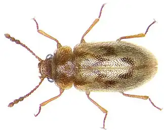 Phloiophilus edwardsi