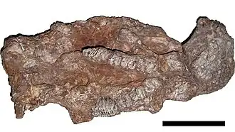 Расплющенный ископаемый череп Phoberomys pattersoni. Длина отрезка 10 см