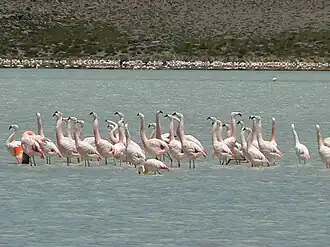 Чилийские фламинго