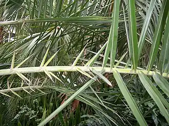 Характерные для финиковых пальм листья, метаморфировавшие в шипы