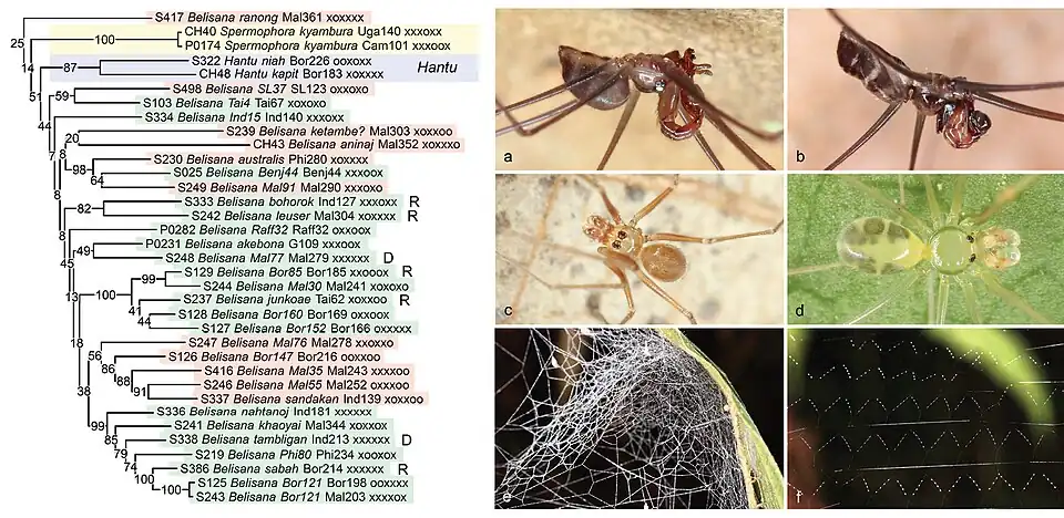 c — Belisana sandakan; d — Belisana sabah; e—f паутина Belisana