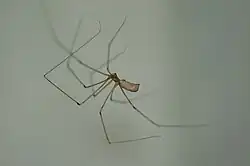 Pholcus phalangioides