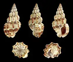 Phos senticosus, Nassariidae