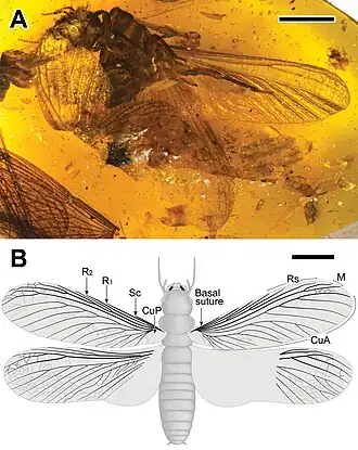 Самка (A&nbsp;— в янтаре; B&nbsp;— реконструкция). Масштабная линейка: 4 мм