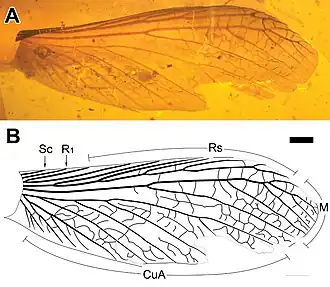 Фотография (А) и рисунок (В) крыла Mastotermes reticulatus. Масштабная линейка: 1,0 мм (А, В)