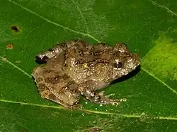 Оранжевобрюхая лужелюбка