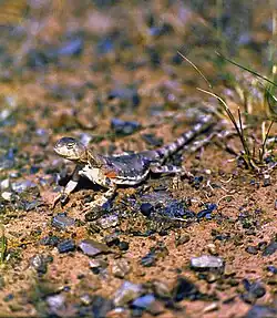 Пёстрая круглоголовка