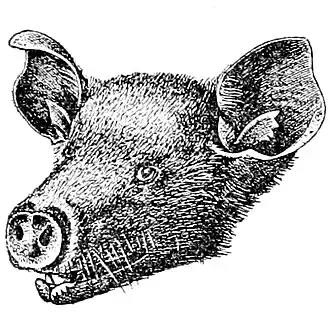 Рисунок головы