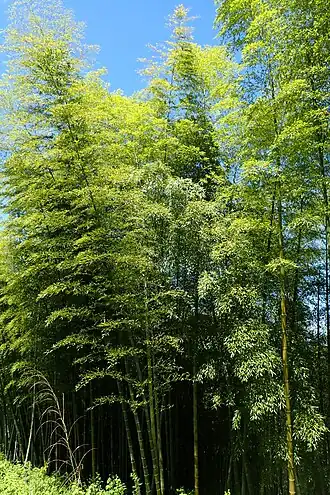 Листоколосник съедобный (Phyllostachys edulis) в Батумском ботаническом саду