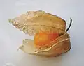 Учува или перуанская вишня (Physalis edulis)