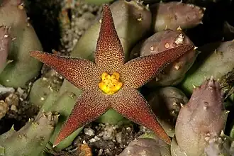 Piaranthus geminatus