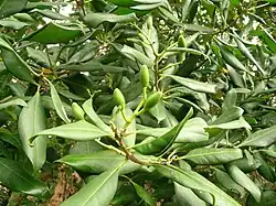 Листва и зелёные плоды